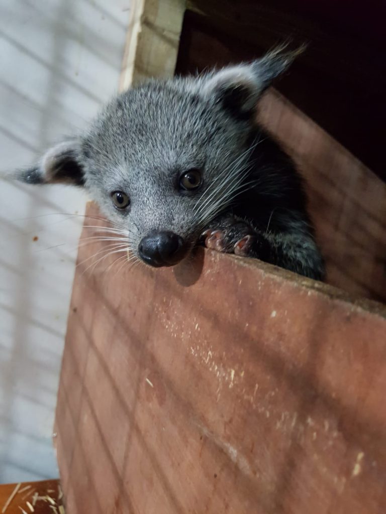 Coconut in the nest box