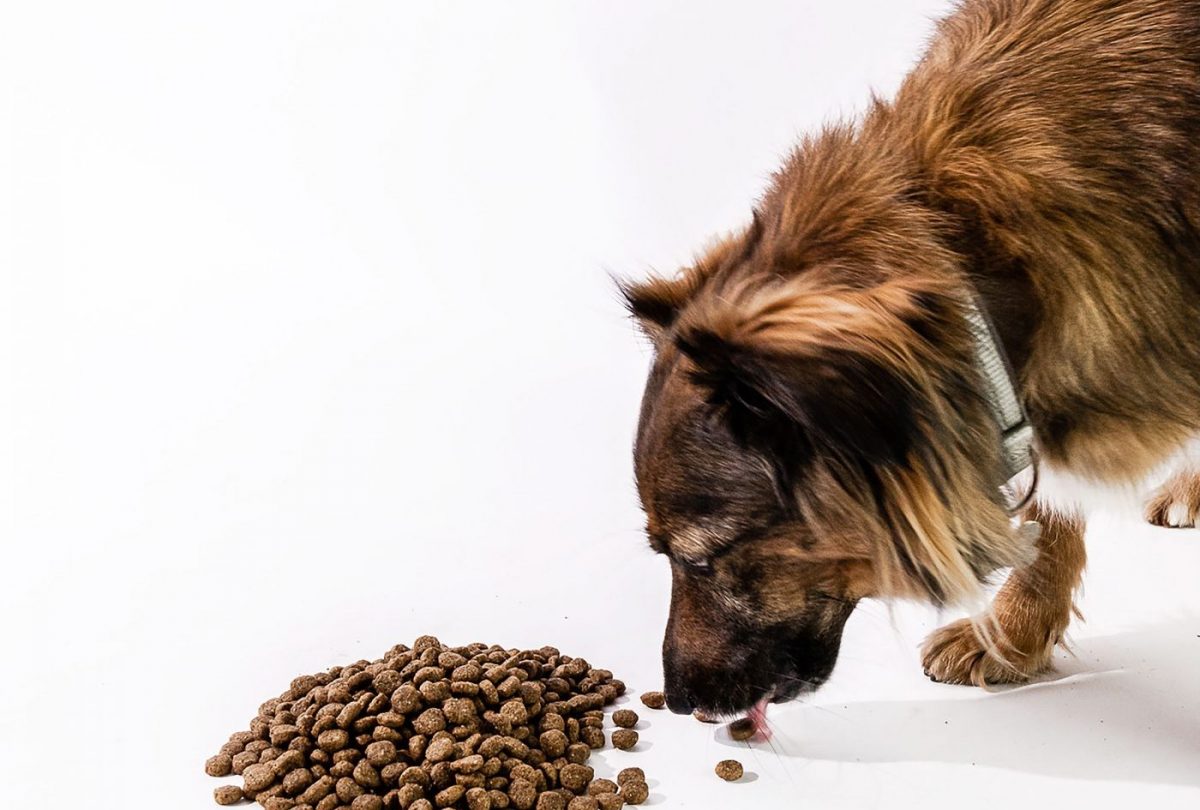 Pawfect Solution For Dog Owners - SME Today