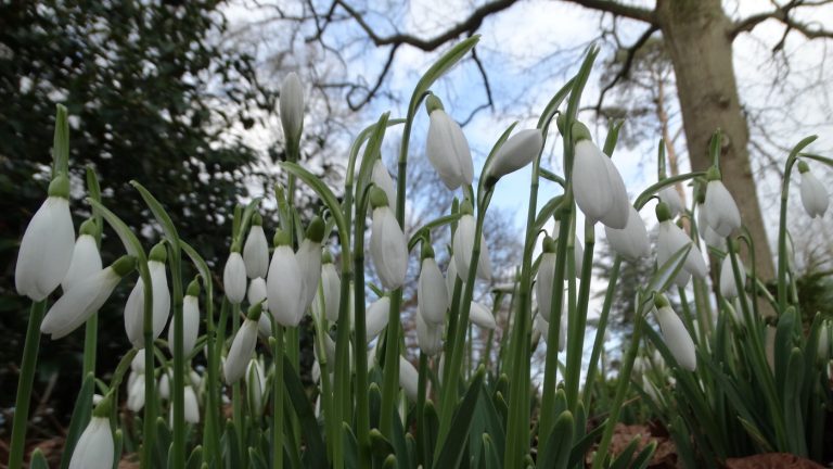 Snowdrops by Rhino House - Cotswold Wildlife park