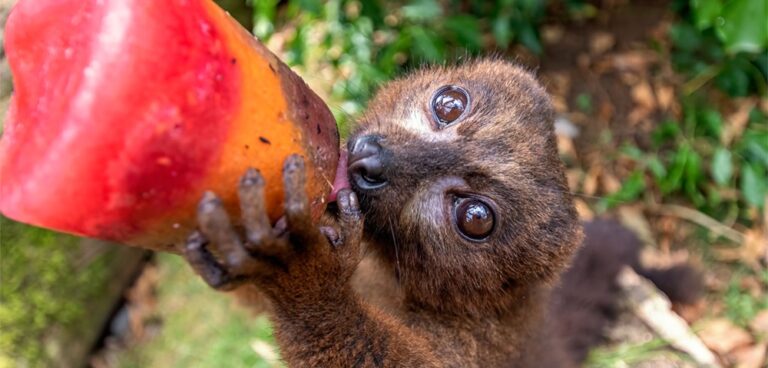 red bellied lemur