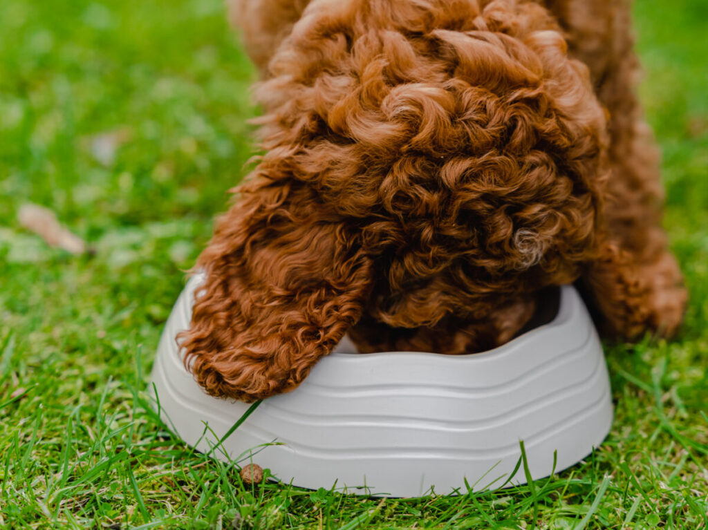 Bluestone Dog Bowl