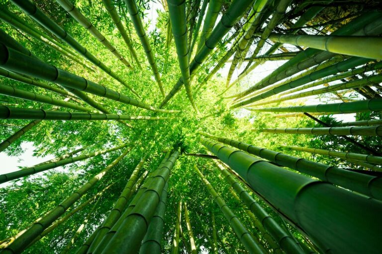 Using a completely new material, bamboo, instead of tree-based tissue that had been used for decades, for the greater benefit of our planet.